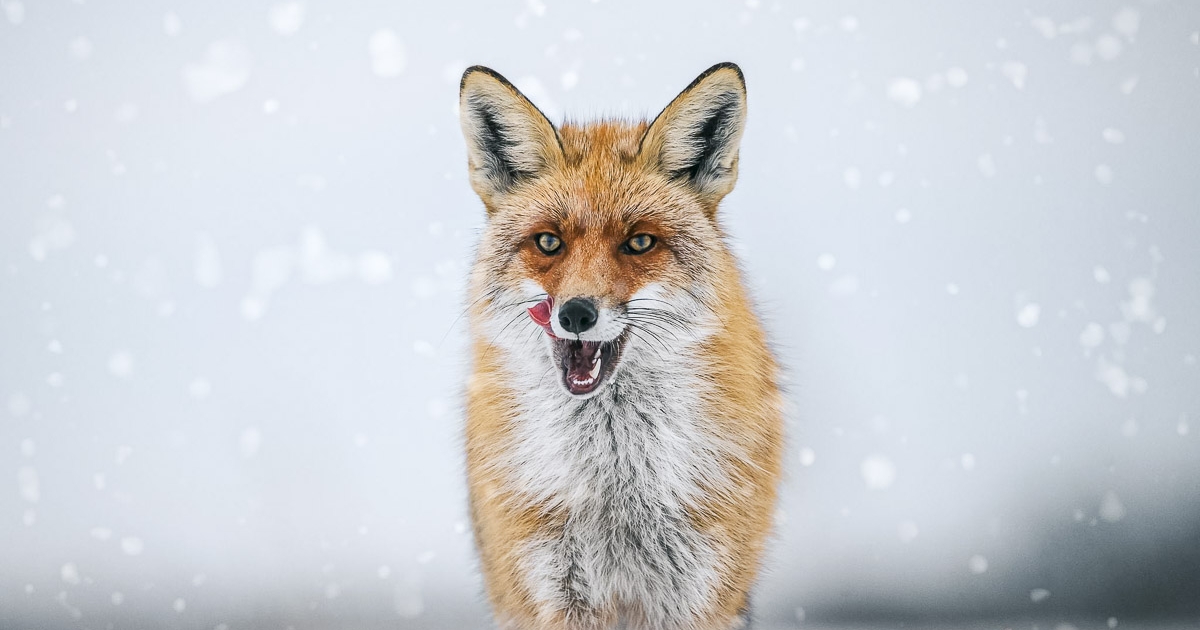 Célkeresztben a ravaszdik